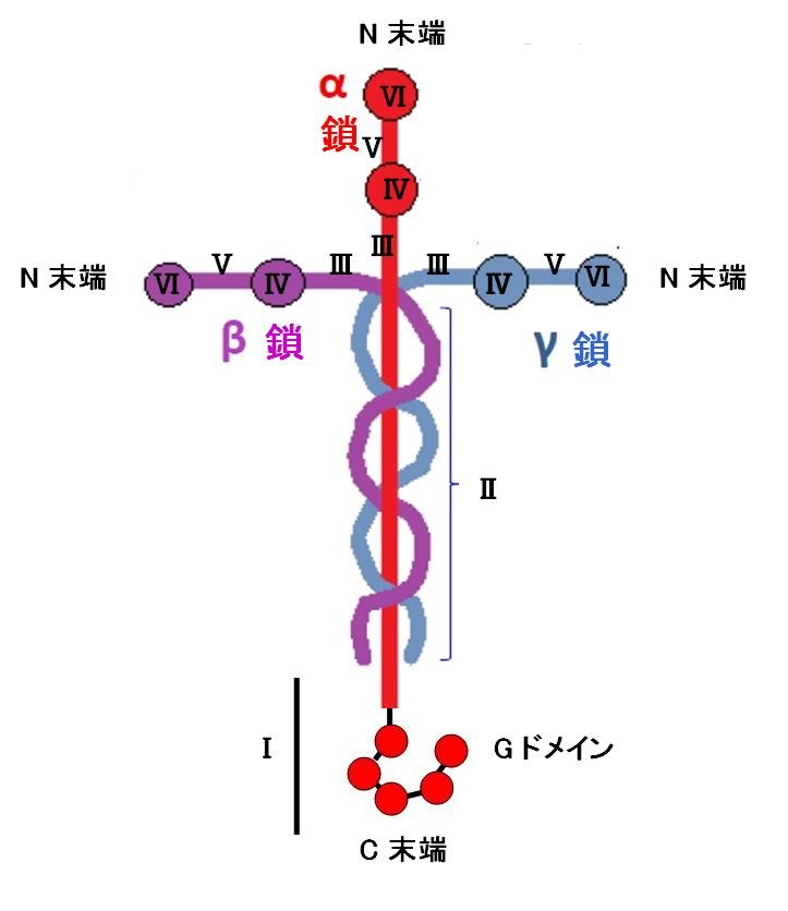 Estrutura molecular da Laminina